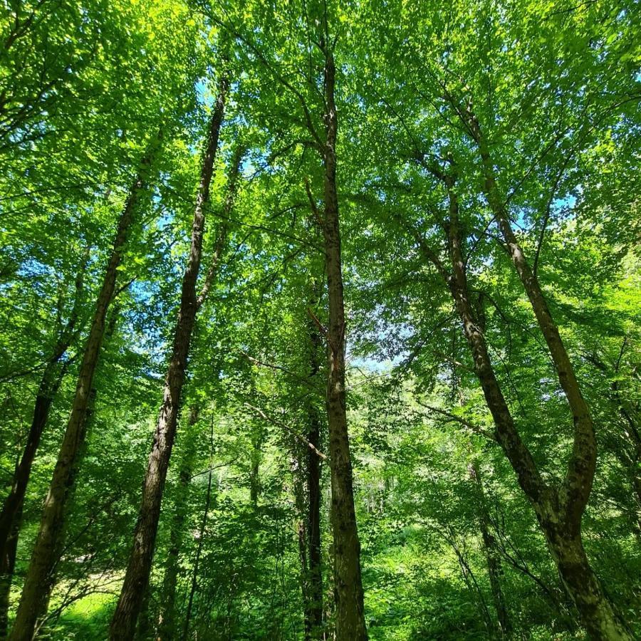 Green House Ριέκα Εξωτερικό φωτογραφία